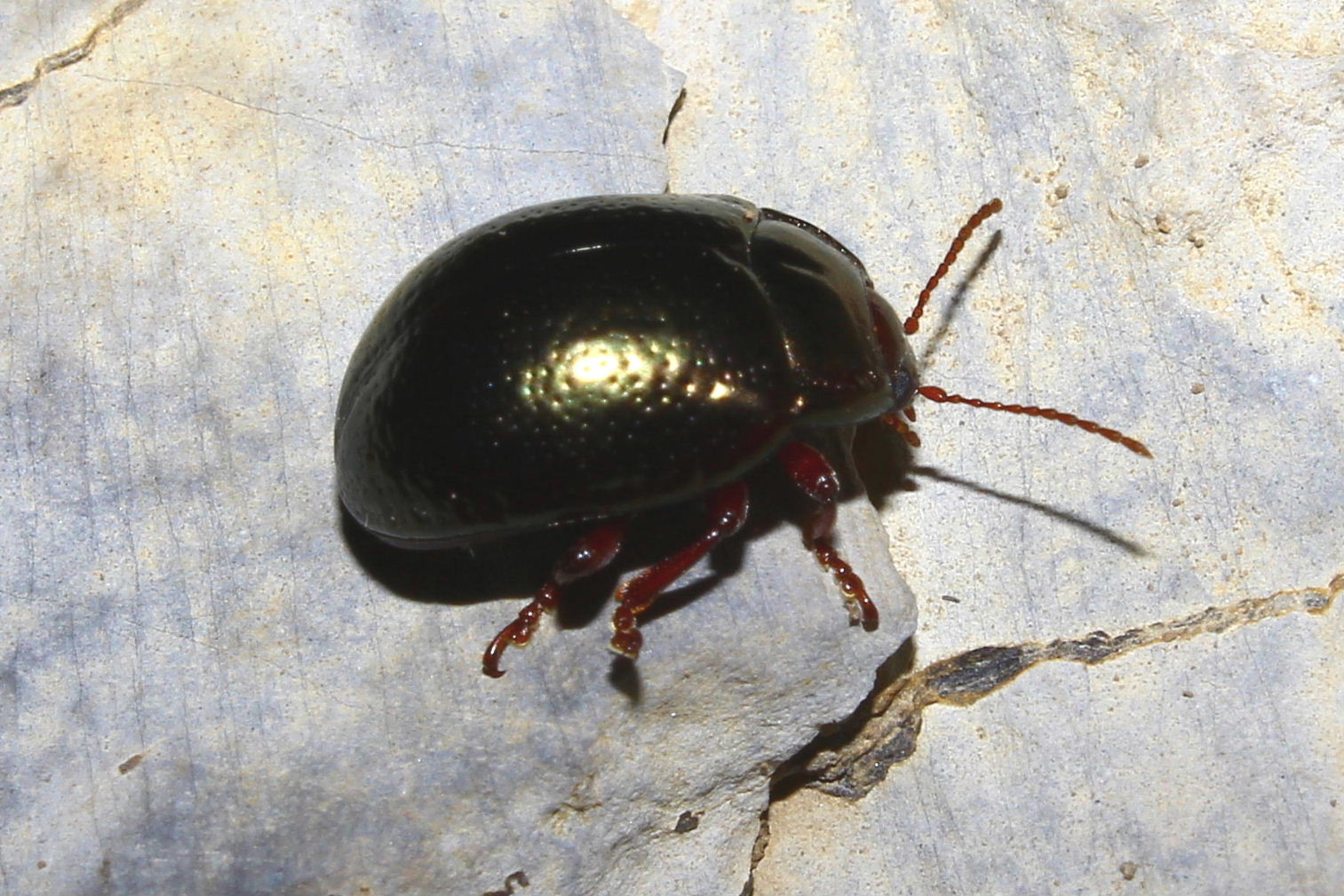 Chrysomelidae ?? da determinare - Chrysolina bankii